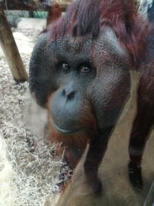 Orang-outan Beauval - Chambres d'hôtes