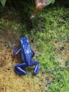 Grenouille Beauval - Chambres d'hôtes