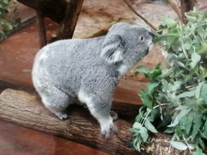 Koala Beauval - Chambres d'hôtes
