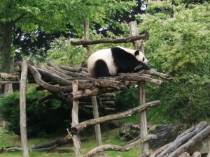 Panda Beauval - Chambres d'hôtes