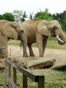 Elephants Beauval - Chambres d'hôtes