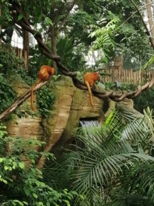 Végétation Singe Dome Beauval - Chambres d'hôtes