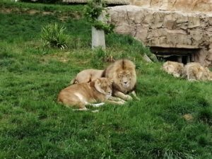 Lions Beauval - Chambres d'hôtes