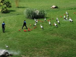 Oiseaux Beauval - Chambres d'hôtes