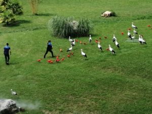 Oiseaux Beauval - Chambres d'hôtes