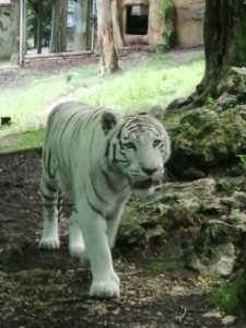 Tigre blanc Beauval - Chambres d'hôtes